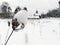 Yellowed plants under the snow