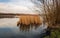 Yellowed reed plants reflected in the mirror smooth water surface