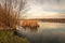 Yellowed reed plants reflected in the mirror smooth water surface