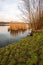 Yellowed reed plants reflected in the mirror smooth water surface