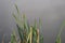 Yellowed reeds on the background of the gray of the water surface, autumn