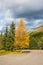 Yellowed slender aspen beside the road