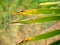 Yellowed tips of palm leaves. Sick leaves. Aging foliage of a tropical tree