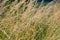 Yellowed wild cereals on a background. countryside. summer