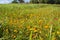 Yellower grass field