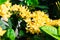 Yellower spike flower on blackground