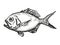 Yelloweye Redfish Australian Fish Cartoon Retro Drawing