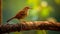 Yelloweyed_Babbler_bird_rest_on_a_branch_1690599622016_5