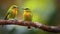 Yelloweyed_Babbler_birds_rest_on_a_branch_1690599625713_4