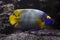 The Yellowface angelfish Pomacanthus xanthometopon.