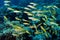 Yellowfin goatfishes in red sea