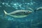 Yellowfin horse mackerel in an aquarium