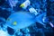 Yellowfin Surgeon Fish