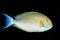 Yellowfin Surgeon Fish (Acanthurus xanthopterus)