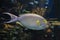 Yellowfin surgeonfish- Acanthurus xanthopterus, coral fish