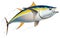 Yellowfin tuna