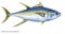 Yellowfin tuna