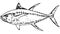 Yellowfin tuna fish fishing illustration on white background