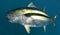 Yellowfin tuna fish underwater in ocean