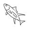 yellowfin tuna line icon vector illustration