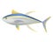 Yellowfish tuna vector Yellow and blue striped sea animal realistic character with long fins Ocean animal albacore tuna Sea life