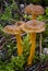 Yellowfoot Cantharellus lutescens, wild mushrooms edible