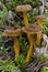 Yellowfoot Cantharellus lutescens, wild mushrooms edible in mo