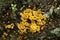 Yellowfoot chanterelle mushrooms on tree stump, Vernon, Connecticut.