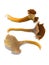 Yellowfoot chanterelles on white background