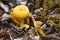 Yellowfoot mushroom in natur. Close up, selective focus