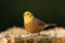 Yellowhammer