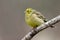 Yellowhammer