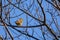 Yellowhammer bird, Emberiza citrinella