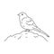 Yellowhammer Bird illustration.Doodle bird