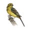 Yellowhammer bird watercolor illustration. Yellow bunting realistic image. Hand drawn garden tiny songbird. Europe avian