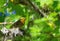 Yellowhammer bird wondering around the branches in Estonia