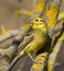 Yellowhammer on the branch