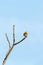 Yellowhammer on a branch