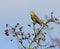 Yellowhammer (Emberiza citrinella)