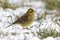 Yellowhammer, Emberiza citrinella