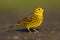 Yellowhammer (Emberiza citrinella)