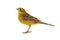 Yellowhammer Emberiza citrinella