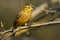 Yellowhammer Emberiza citrinella Beautiful bird close-up