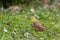 Yellowhammer - Emberiza citrinella, beautiful yellow passerine bird