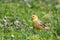 Yellowhammer - Emberiza citrinella, beautiful yellow passerine bird