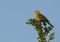 Yellowhammer(Emberiza citrinella) singing