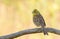 Yellowhammer, Emberiza citrinella. Yellow bird sits on an old dry branch