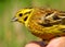 Yellowhammer in ornithologist hand