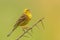 Yellowhammer singing while perched in perfect green background