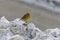 A yellowhammer sits on top of some snow looking very cold